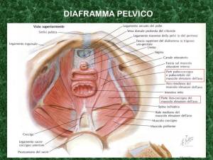 diaframma pelvico